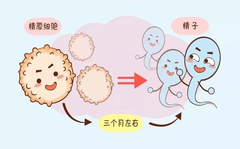 Mkule助力高龄备孕之路,辅酶q10助你养出高质量卵子