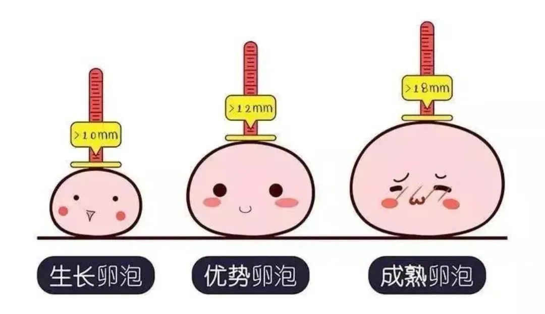 Mkule助力高龄备孕之路,辅酶q10助你养出高质量卵子