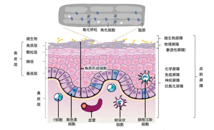 博乐达超分子水杨酸在皮肤护理中的应用：有效修复皮肤屏障