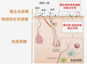 博乐达超分子水杨酸在皮肤护理中的应用：有效修复皮肤屏障