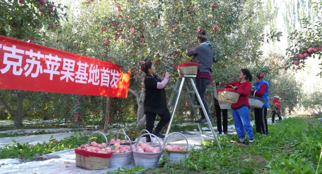 “百县千村”系列报道 | 钱大妈助力冰糖心化身“幸福果”，打造阿克苏苹果产销新链路