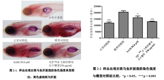 【究护?小蓝片】科研数据证实的【解酒保肝】功效，动物实验报告重磅出炉！