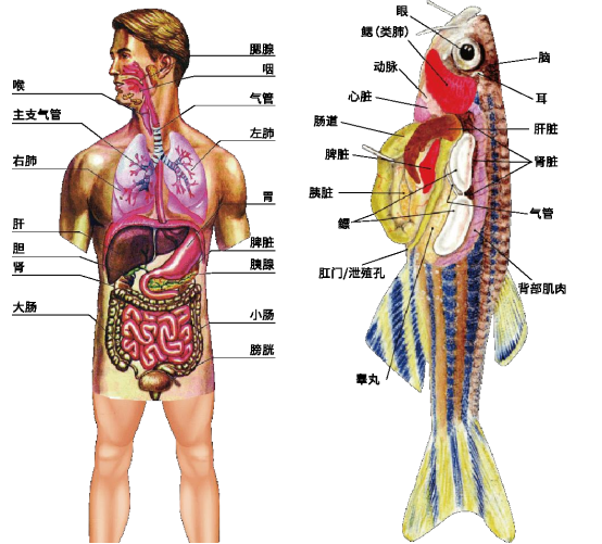 【究护?小蓝片】科研数据证实的【解酒保肝】功效，动物实验报告重磅出炉！