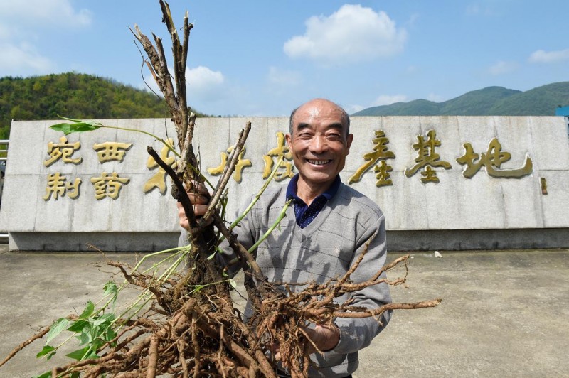 安徽南陵凤丹：我想开了，只等你来