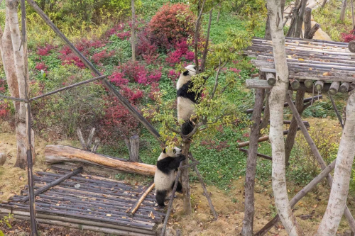 为国宝安家！探索06携手中国国家地理，集结用户探索大熊猫国家公园