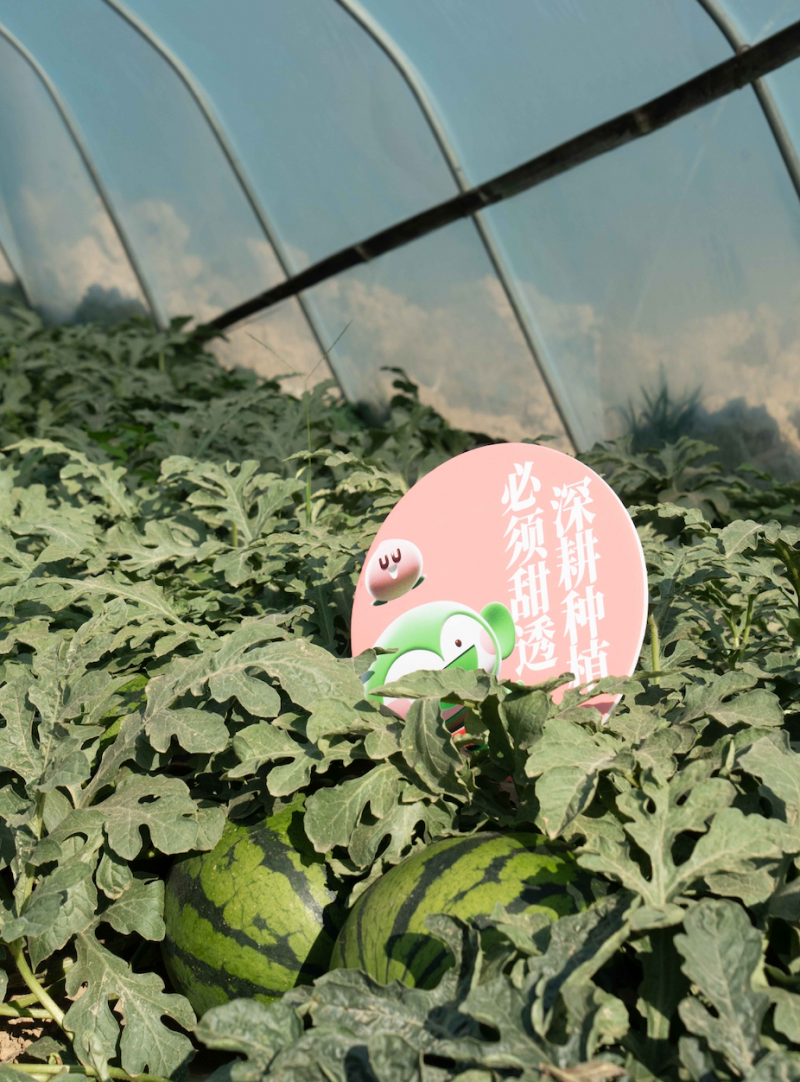 深耕BLOF生态种植技术，百果园携专家助力西甜瓜产业可持续发展