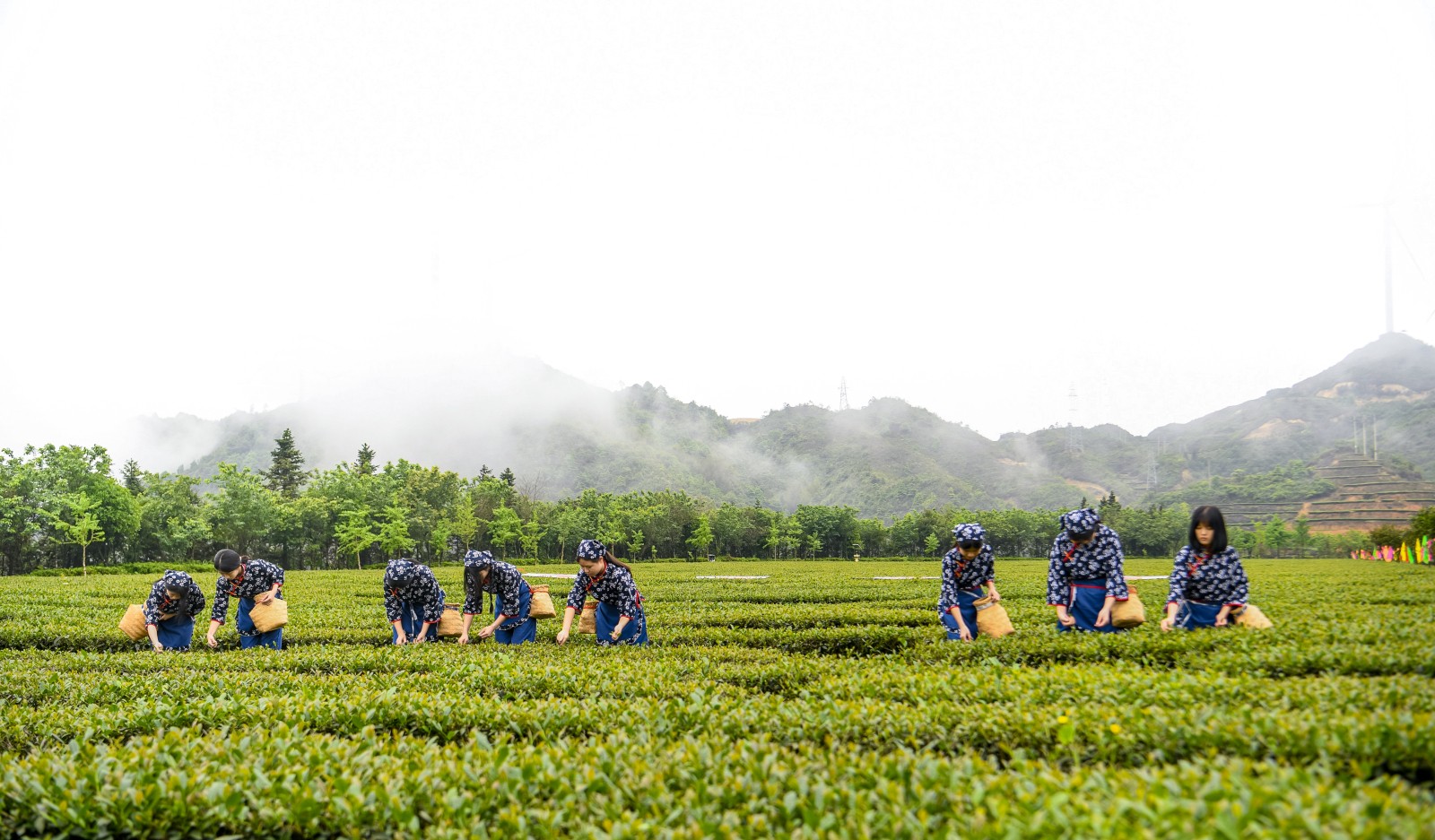 茶界盛事再现安溪 开茶节与茶庄园文化旅游节同庆(图2)