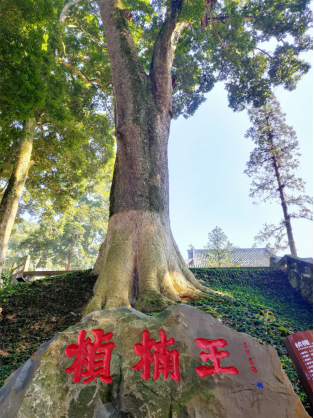 一枝一叶总关情  守护“最美桢楠林”雅安市荥经县云峰寺古树名木保护纪实