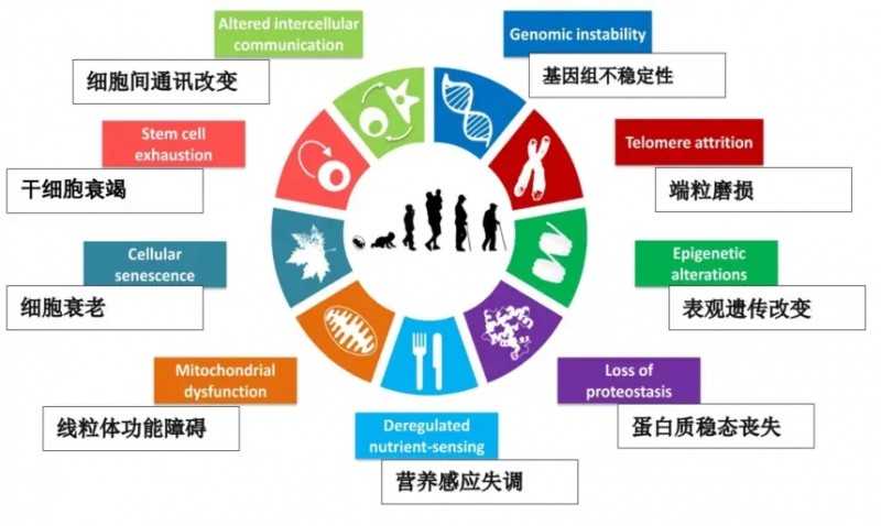 米乐M6网站Nature综述助力抗衰推敲LAIFE乐梵打制前沿抗衰产物(图3)