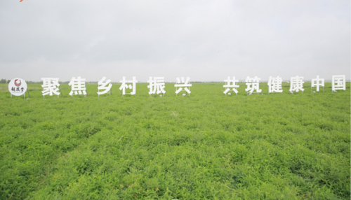 探寻有机黄芪的品质“密码” 扬子江药业把药材基地建到道地产区