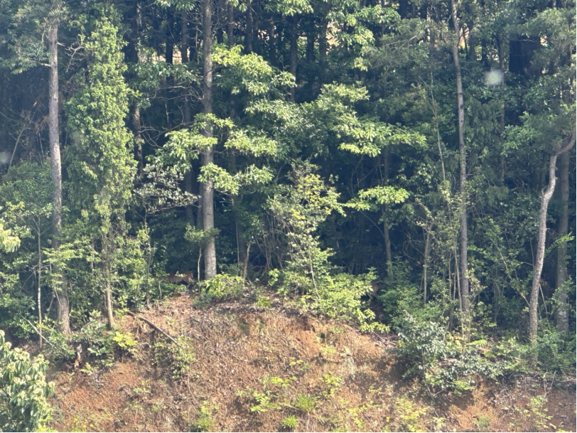 浙江磐安图卷9号：山巅的森林秘境，夏日的清凉天堂