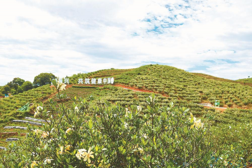 扬子江药业中药材基地：绿色发展助力乡村振兴新篇章