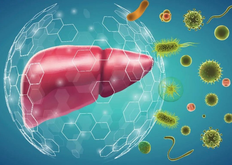 GRANVER吉轻肝：天然生物科技为肝脏保护带来新选择