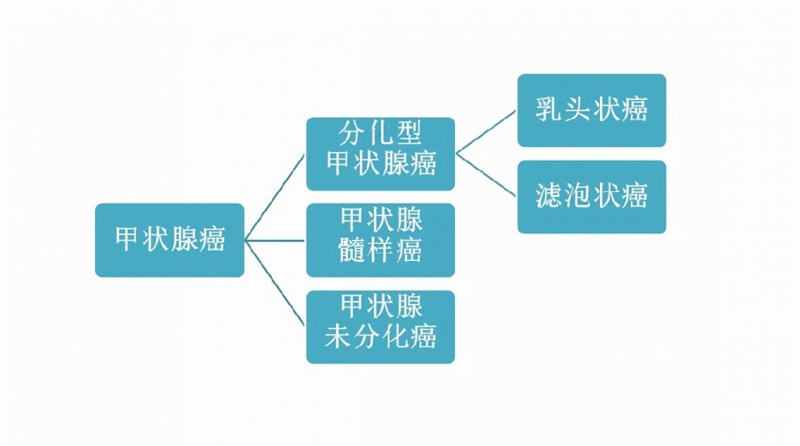 甲状腺癌真的“懒”吗？米诺娃朱精强教授说，这样想你就错了！