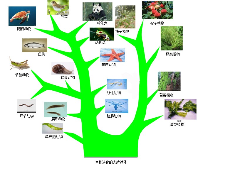 刘执玉：经络系统的种系发生及微细结构研究