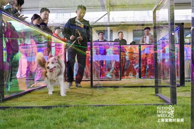 超好玩！ “上海宠物时装周”观展亮点全在这里