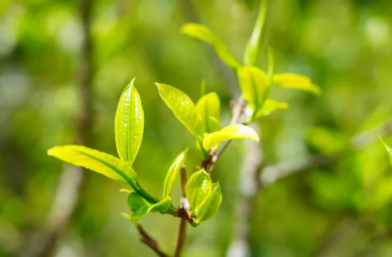 寄情于烟雨，淡雅于香茗------忆华唐