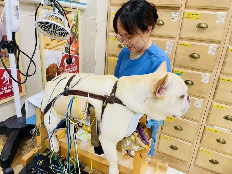 瑞派宠物医生：生如芥子，心藏须弥，浇筑心中的兽医梦