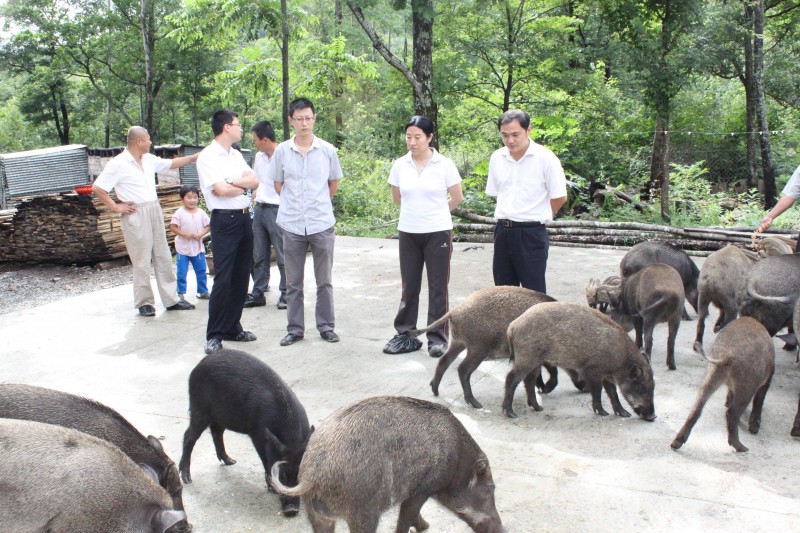 为民而勤，以“豕”报国——黑龙江省农业科学院刘娣的猪梦人生