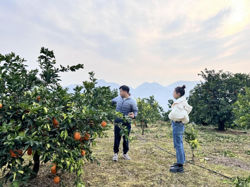 电商赋能乡村，共筑振兴梦想