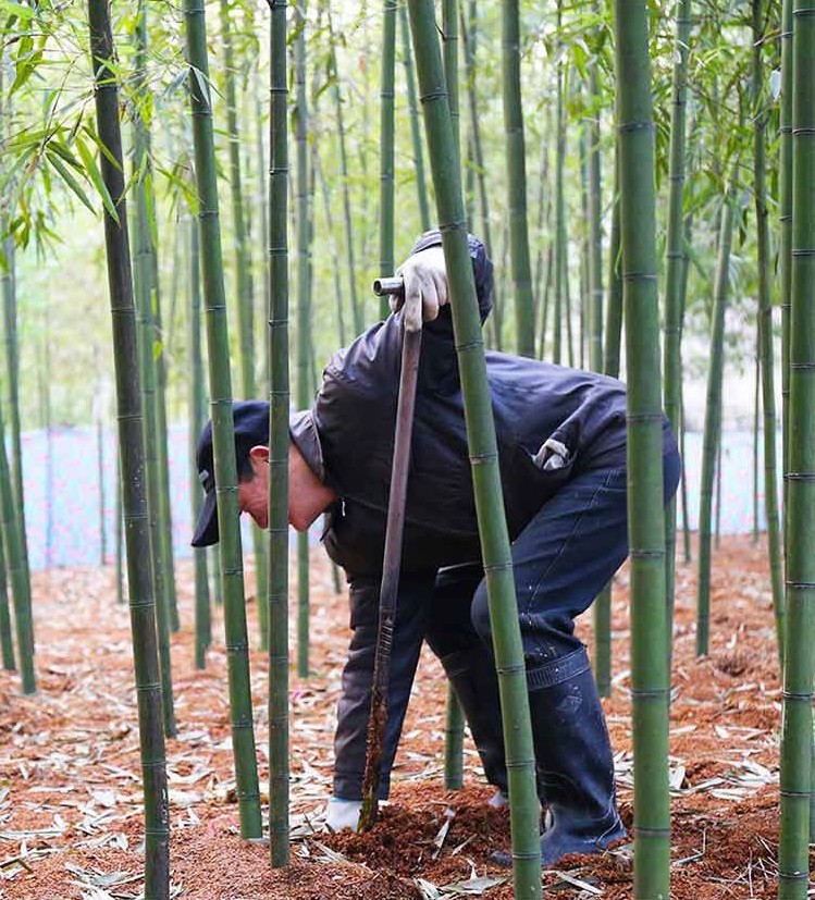 钱大妈直采天目山雷笋，把江南的春天寄往全国