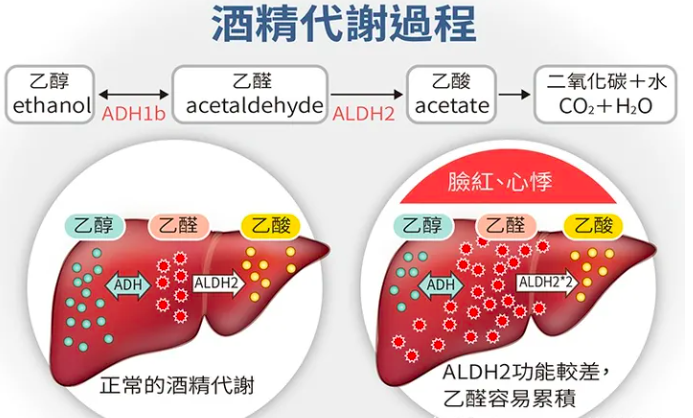 mklue护肝提示酒精肝人群持续上升喝酒五年以上的人都要警惕