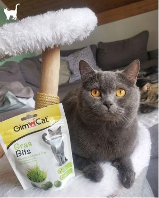 听说俊宝猫草片是可以帮助猫咪改善消化系统的？它是如何做到的呢？