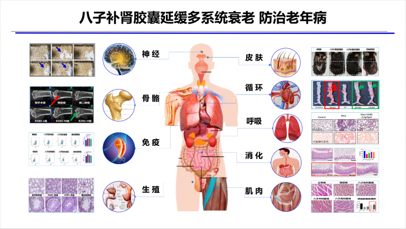 香港乐加欣抗衰老胶囊图片
